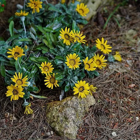 Memia 빌라 Lendinuso