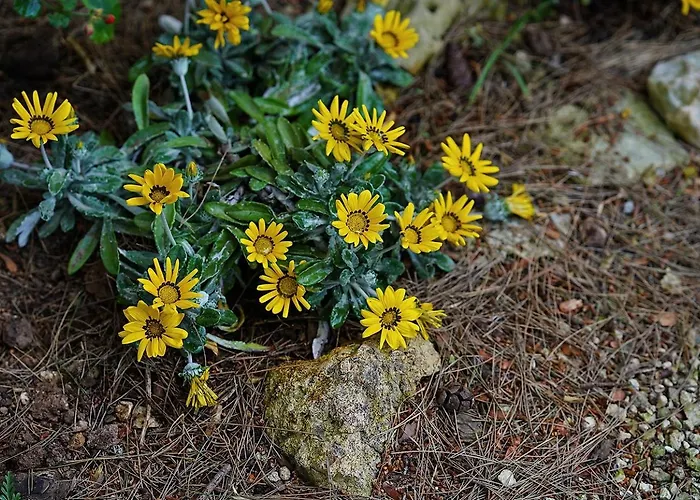 Memia Villa Lendinuso